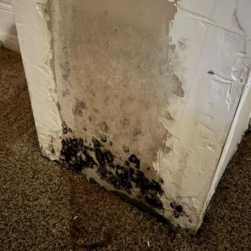 Professional Mold Removal in Sunderland, MA
